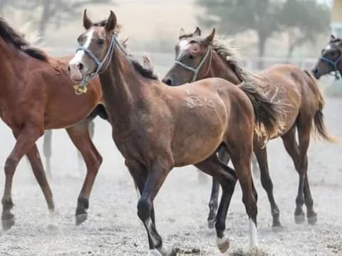 TİGEM'den Dev Satış: 60 Safkan Arap Koşu Tayı Açık Artırmayla Satılıyor TİGEM'den Dev Satış: 60 Safkan Arap Koşu Tayı Açık Artırmayla Satılıyor