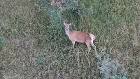 Bolu'nun derinliklerinde nadir anlar: Kızıl geyik dron kamerasına yakalandı Bolu'nun derinliklerinde nadir anlar: Kızıl geyik dron kamerasına yakalandı